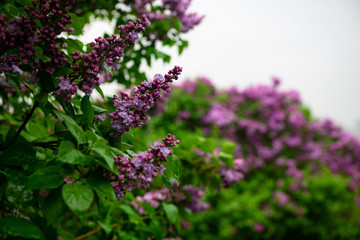 Lilac garden trees under the rain nature spring time botany 