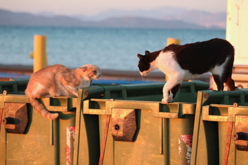 stray cats in greece, kos fighting in the sunset on garbage cans