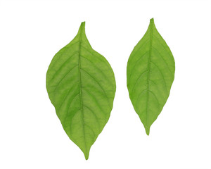 Naklejka na ściany i meble Green leaves isolated on white background this has clipping path. 