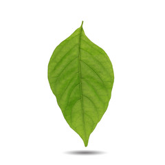 Obraz premium Green leaves isolated on white background this has clipping path. 