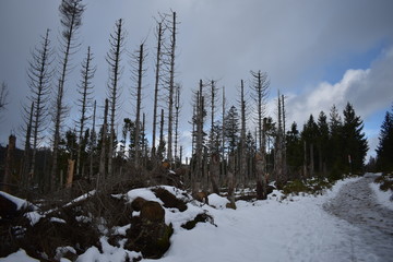 Harz Gebirge am Oderteich