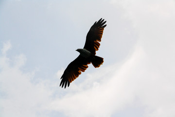 An Eagle flying in the sky with clouds