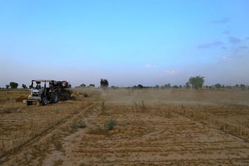 Fototapeta premium nohar,rajasthan 29 april 2020..Farmers taking out their crop from the threshing machine.
