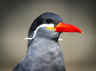 Naklejka premium Inca Tern close-up photo. Unusual sea bird with white mustache.
