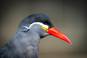 Inca Tern close-up photo. Unusual sea bird with white mustache.