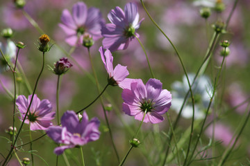 Fototapeta premium Cosmos field