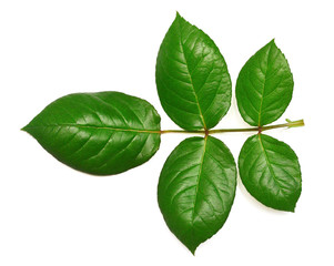 Branch of a rose with leaf isolated on white background. Flat lay, top view