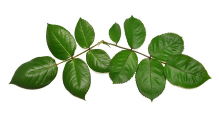 Branch of a rose with leaf isolated on white background. Flat lay, top view