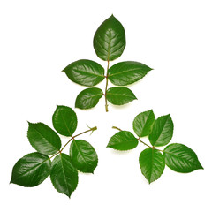 Branch of a rose with leaf isolated on white background. Flat lay, top view