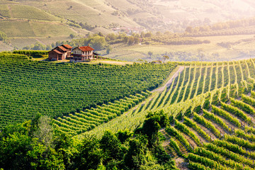 Langhe region, Piedmont, Italy. Vineyards landscape in spring - summer. - obrazy, fototapety, plakaty
