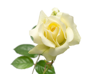 Elegant yellow rose isolated on a white background. Beautiful head flower. Spring time, summer. Garden decoration, landscaping. Floral floristic arrangement