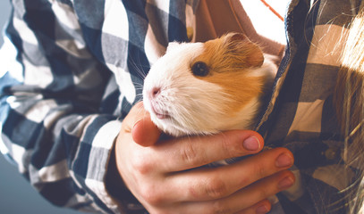 The owner keeps a Guinea pig. Beautiful Guinea pig.