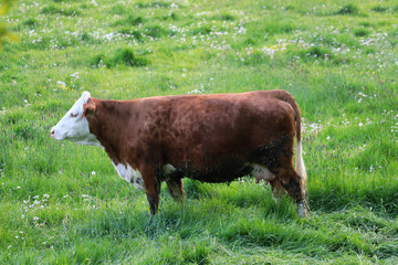 Fototapeta premium A beautiful cow grazing in the pasture