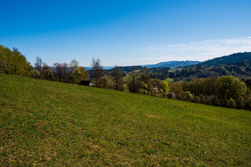 Fototapeta premium meadow in the mountains with flowering trees and forests around on a sunny spring day