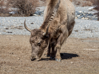 Fototapeta premium Nepal Annapurna Trek, Yak