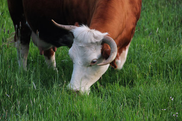 Naklejka na ściany i meble A beautiful cow grazing in the pasture