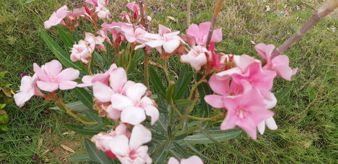 Nerium oleander flower in pink color