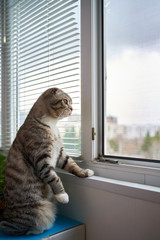 Scotland cat stands on its hind legs and looks out the window during quarantine