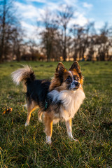 Dog in the park.