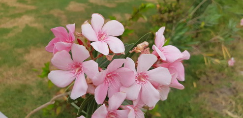Nerium oleander flower in pink color
