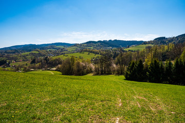 Fototapeta premium meadow in the mountains with flowering trees and forests around on a sunny spring day