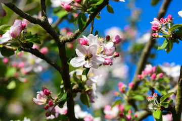 Abeille autour du pommier