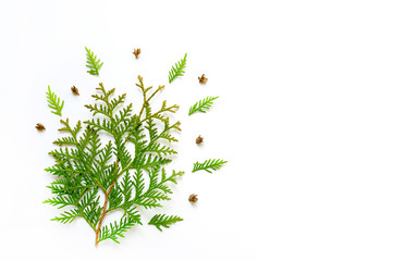 composition of twigs of thuja and tiny cones isolated on a white background. Christmas card...