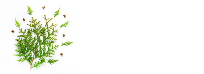 composition of twigs of thuja and tiny cones isolated on a white background. Christmas card concept. space for text. banner