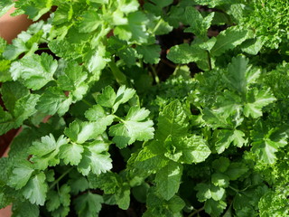 Frische Petersilie und Minze im Kräutergarten