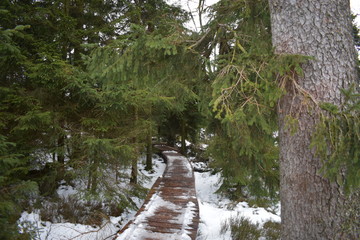 Harz Gebirge am Oderteich