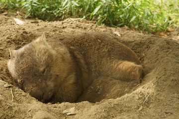 コモンウォンバット