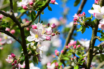 abeille autour du pommier
