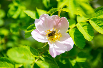 bee on a rosehip flower in the garden