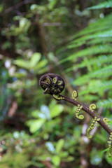An unravelling brown and green fern in New Zealand