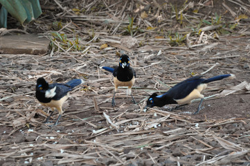 Birds eating worms and heaving a snack in the Argentine / Brazilian rainforest