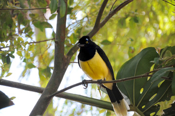 Fototapeta premium Bird is sitting on a branch in the Argentine / Brazilian rainforest