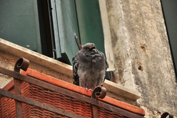 Dove/pigeon sitting on a venetian historical architecture house, photo taken in Italy, Venice