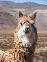 A Lama in the Desert of Peru © Till
