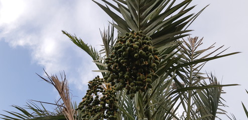 Unripe dates on a dates palm tree