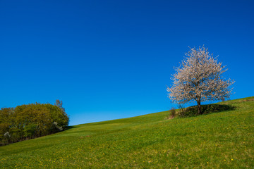 flowering cherry tree on a meadow in the mountains in spring on a sunny day