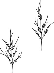 Cute hand drawn spikelets in doodle style isolated on white background. Sketch elements set for graphic and web.