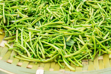 Fresh wild honeysuckle flower bud closeup