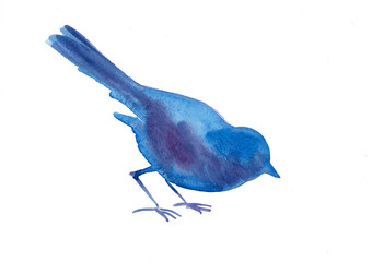 Blue  watercolor bird eating artistic drawing isolated on white background