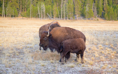 Bison