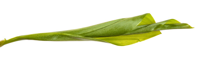 green lily of the valley leaves on a white background