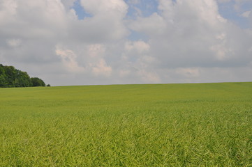 feld mit himmel