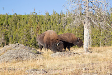 Bison