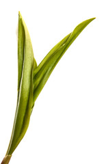 green lily of the valley leaves on a white background