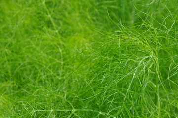 grüne gräser