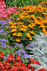 Obraz premium bunte blumen 